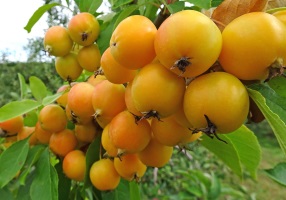 Labour Database Banner